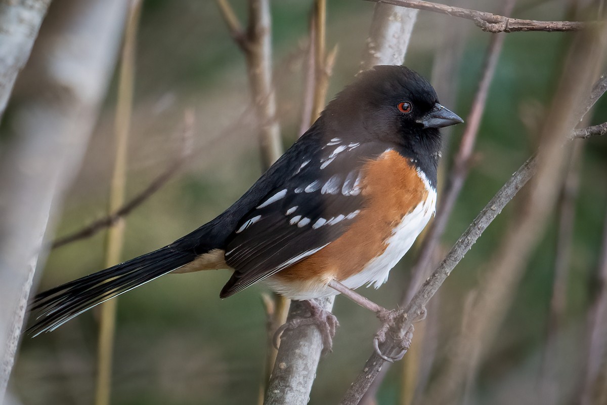 Spotted Towhee - Scott Vulstek