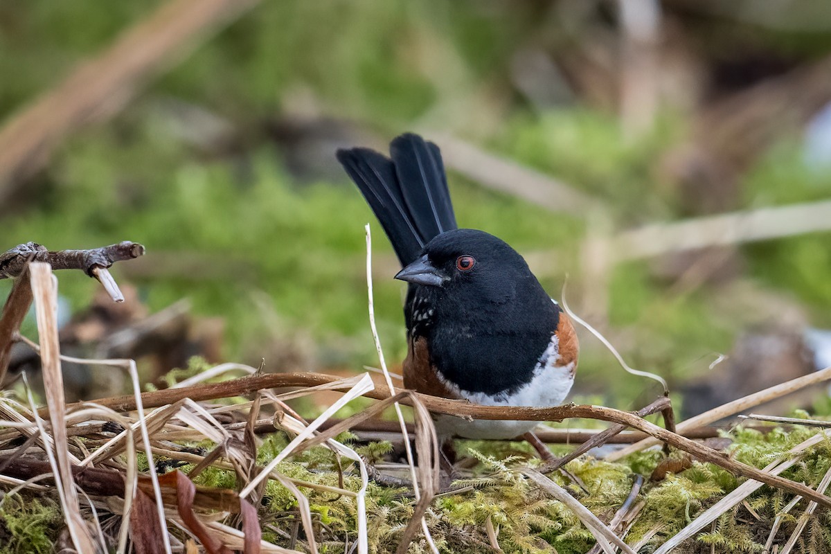 Spotted Towhee - Scott Vulstek