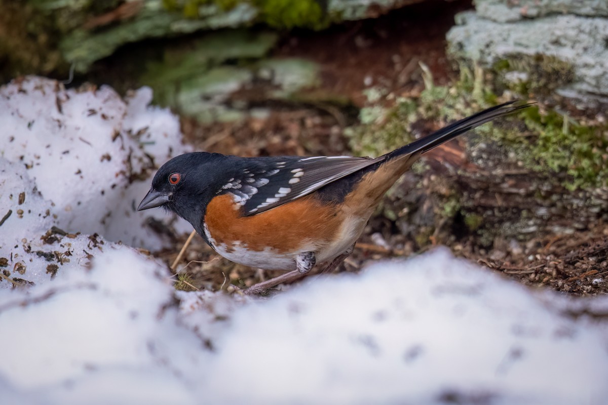 Spotted Towhee - Scott Vulstek