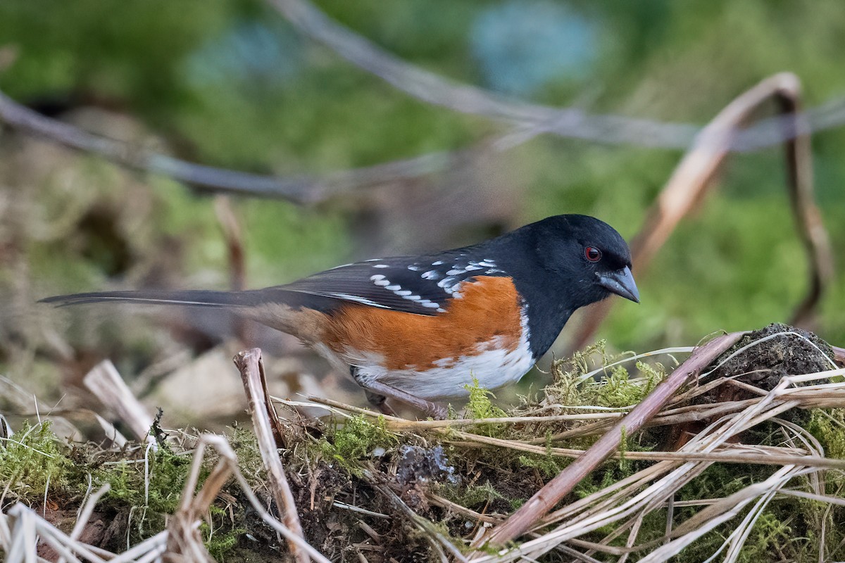 Spotted Towhee - Scott Vulstek