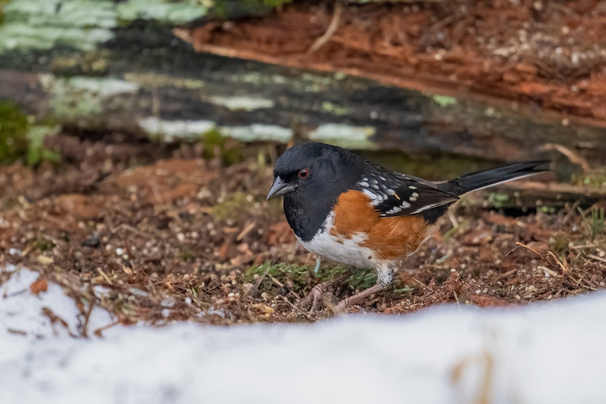 Spotted Towhee - Scott Vulstek