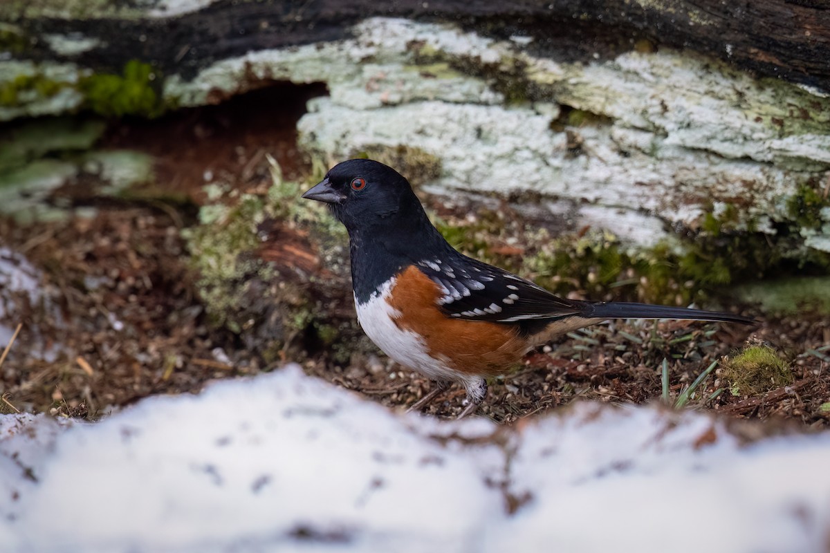 Spotted Towhee - Scott Vulstek