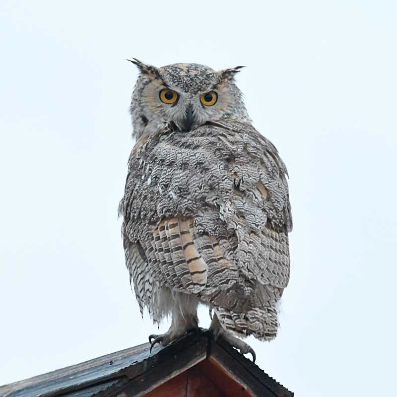 Great Horned Owl - ML614667713
