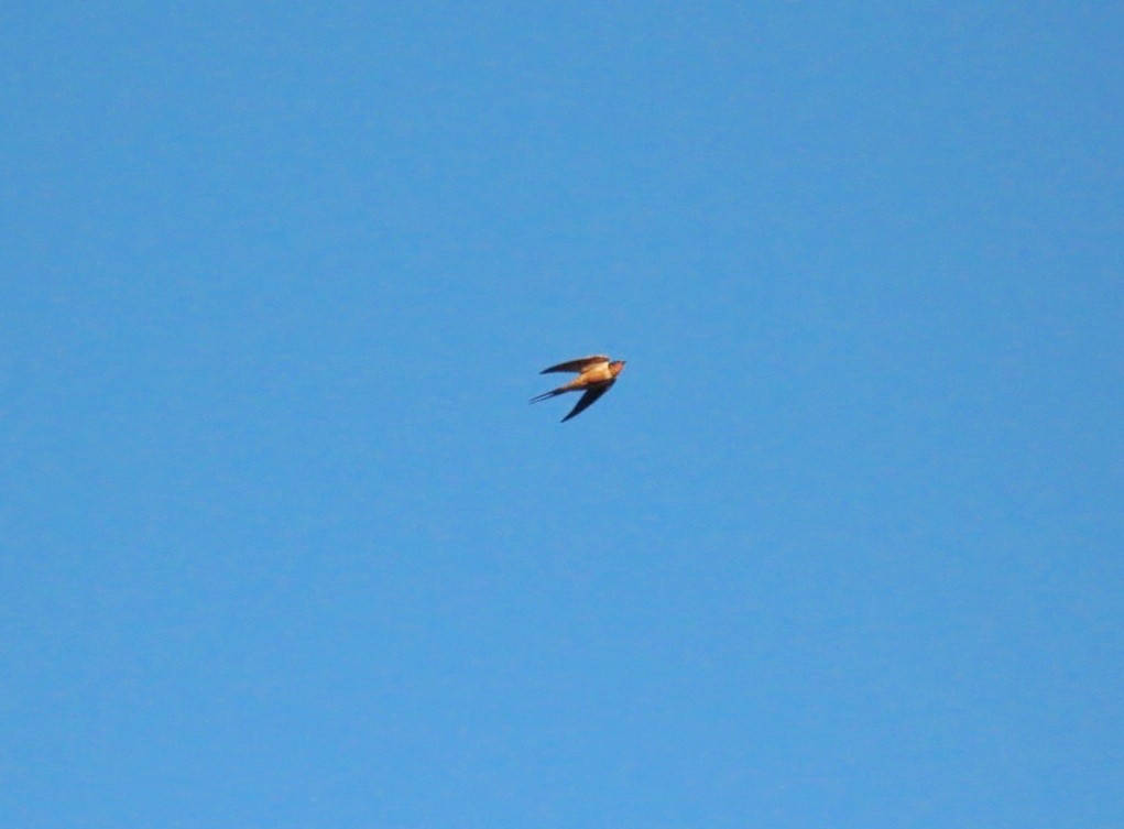 Barn Swallow - ML614667723