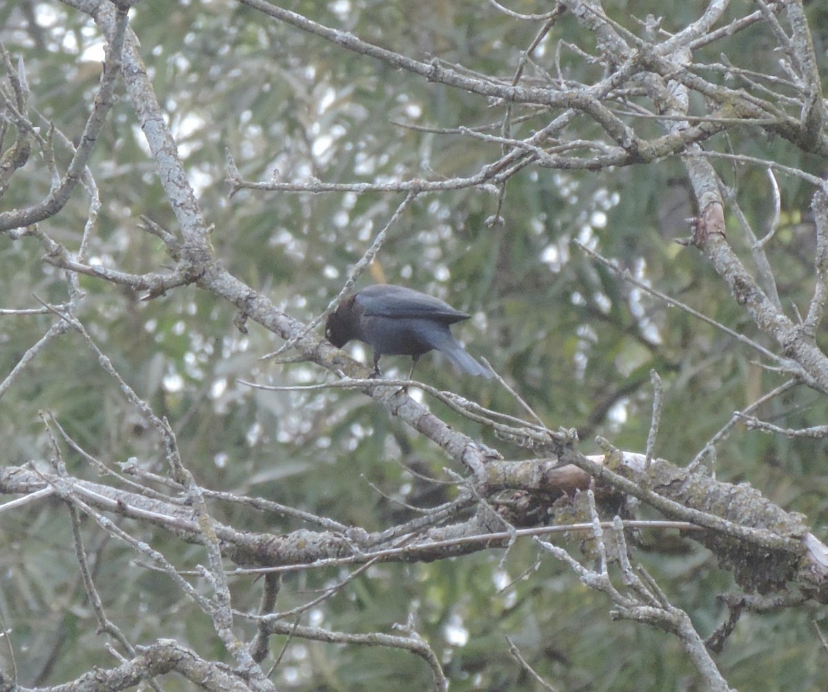 Rusty Blackbird - ML614667749