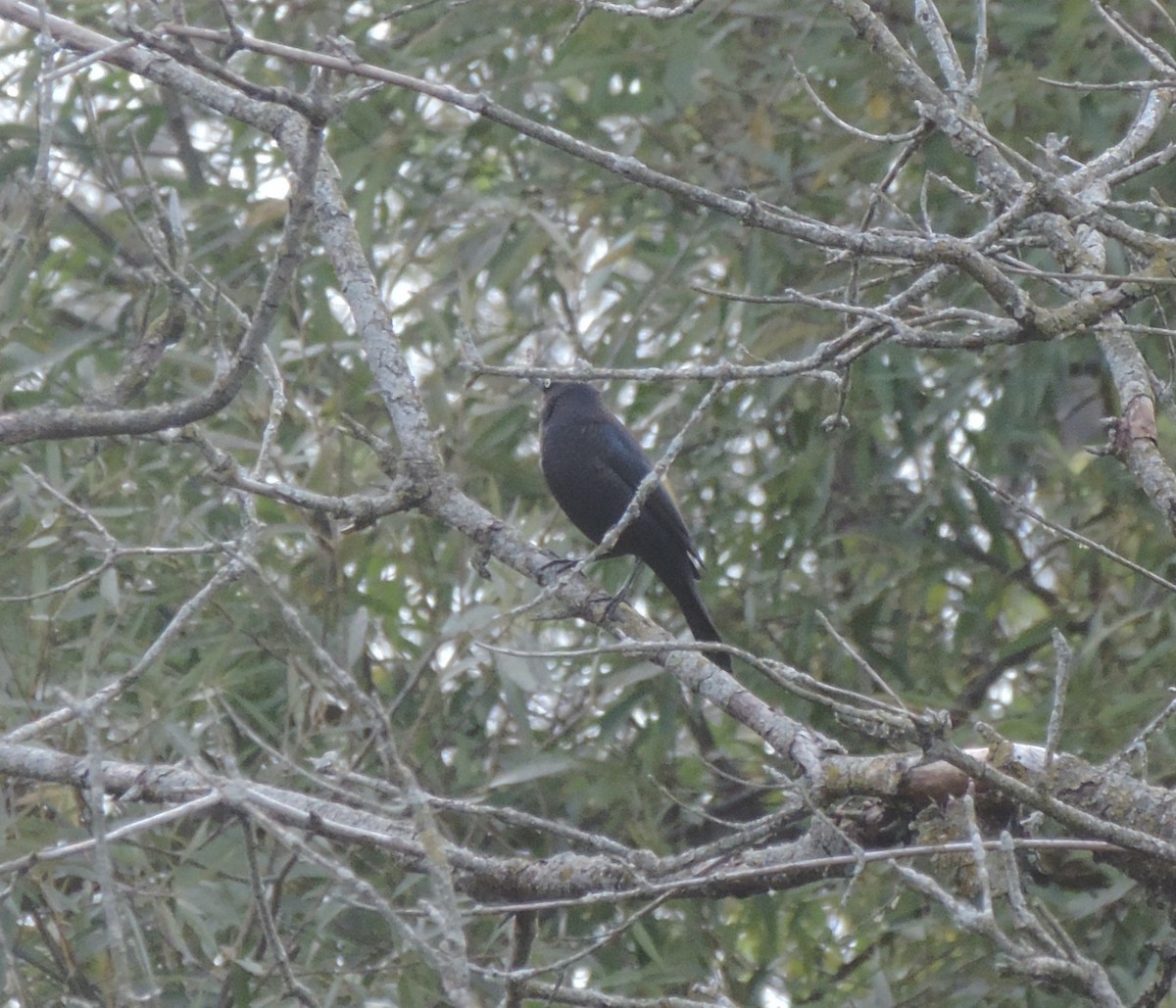 Rusty Blackbird - ML614667750