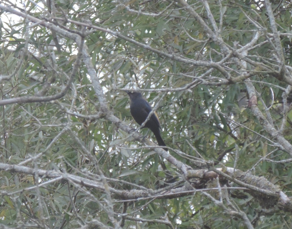 Rusty Blackbird - ML614667751