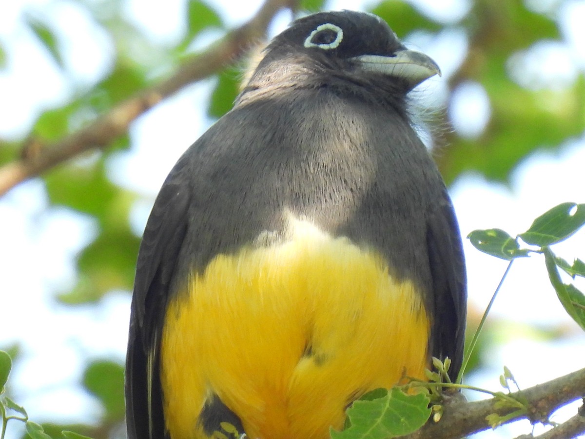 trogon černohlavý - ML614667778