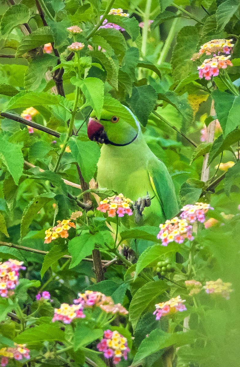 Rose-ringed Parakeet - ML614667813