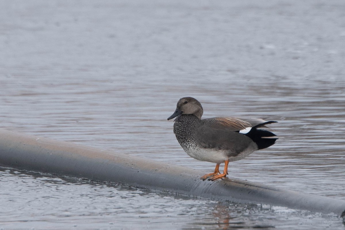 Gadwall - ML614667872