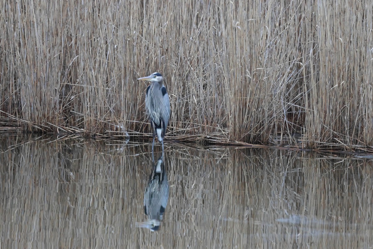 Great Blue Heron - ML614667898