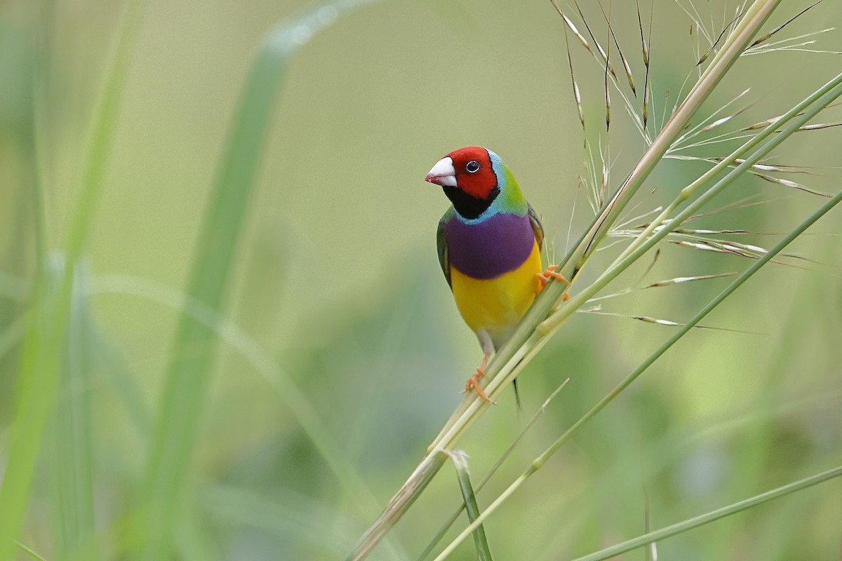 Gouldian Finch - ML614667901