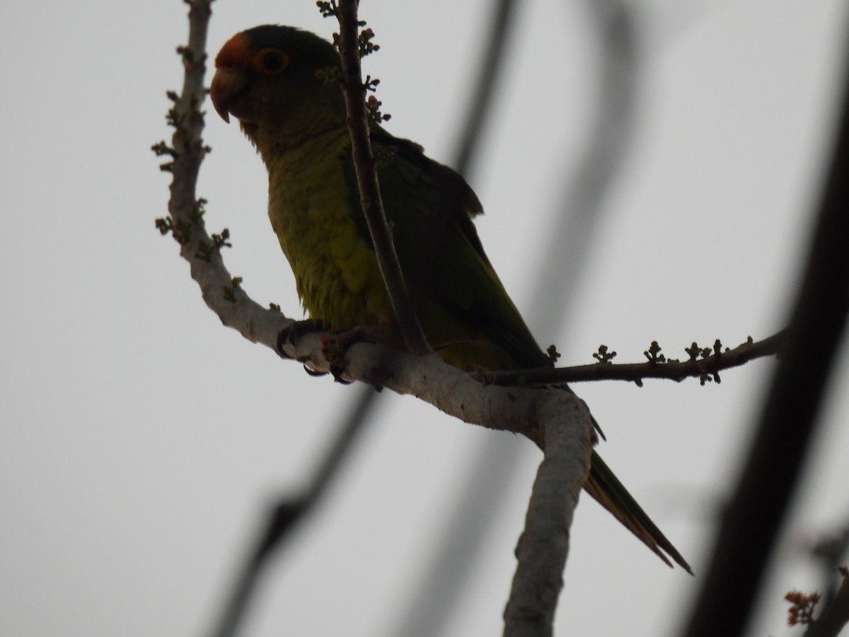 Orange-fronted Parakeet - ML614667913