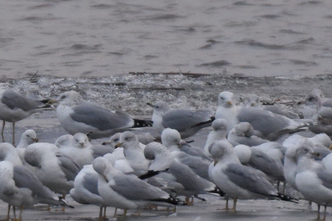 Iceland Gull (kumlieni) - Brandon Caswell