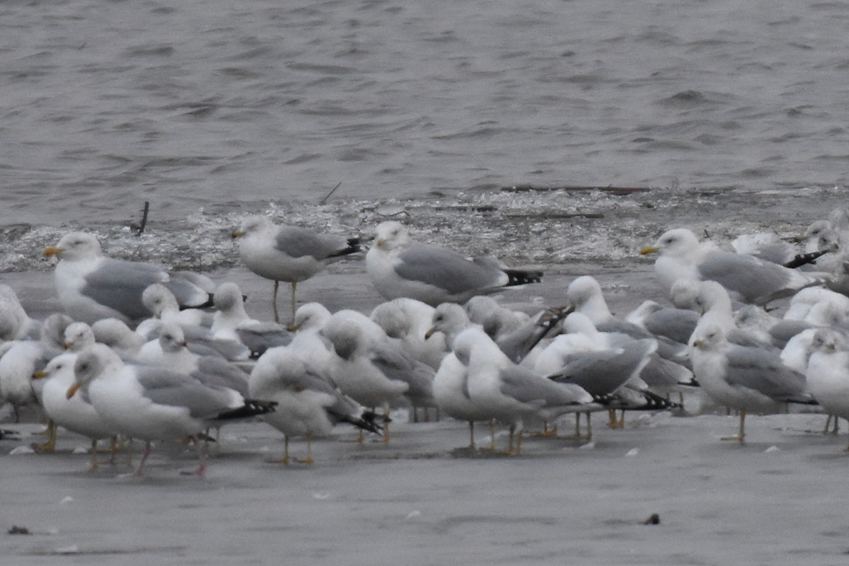 Gaviota Groenlandesa (kumlieni) - ML614667932