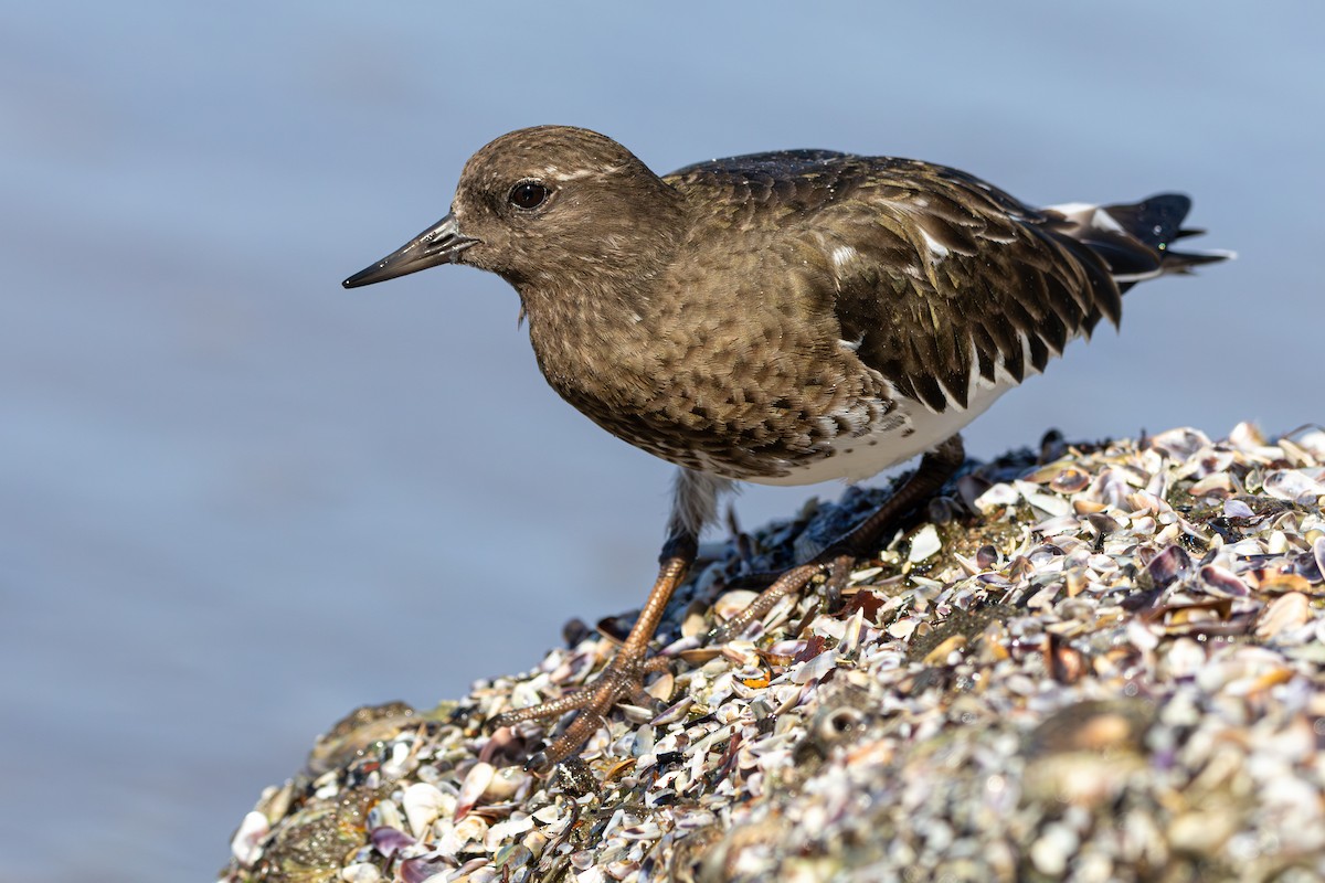 Black Turnstone - ML614667948