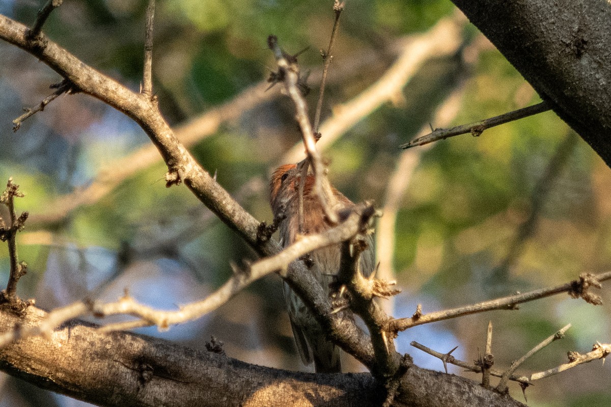 House Finch (Common) - ML614667987