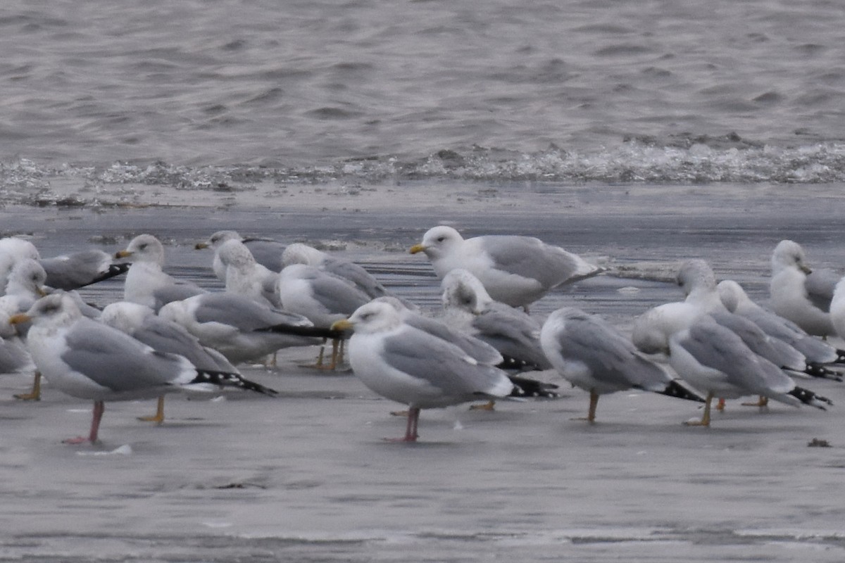 racek polární (ssp. kumlieni) - ML614667995