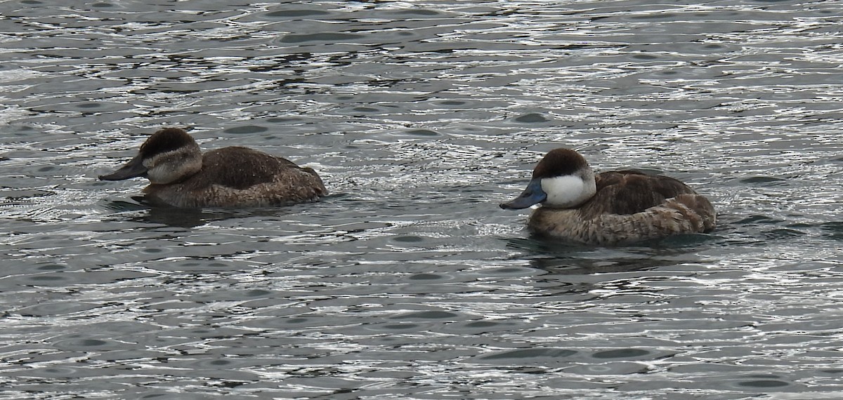 Ruddy Duck - ML614668023