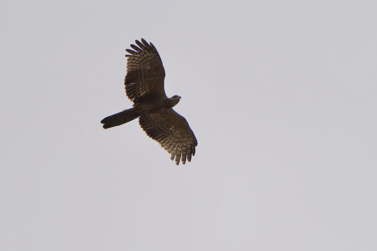 Oriental Honey-buzzard - Sam Hambly