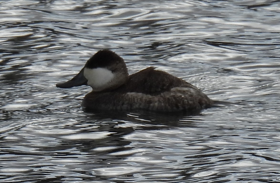 Ruddy Duck - ML614668033