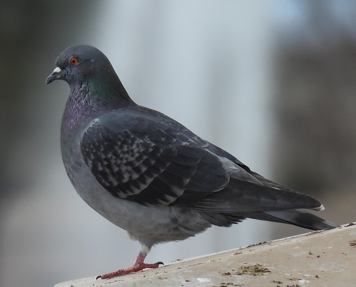 Rock Pigeon (Feral Pigeon) - ML614668039