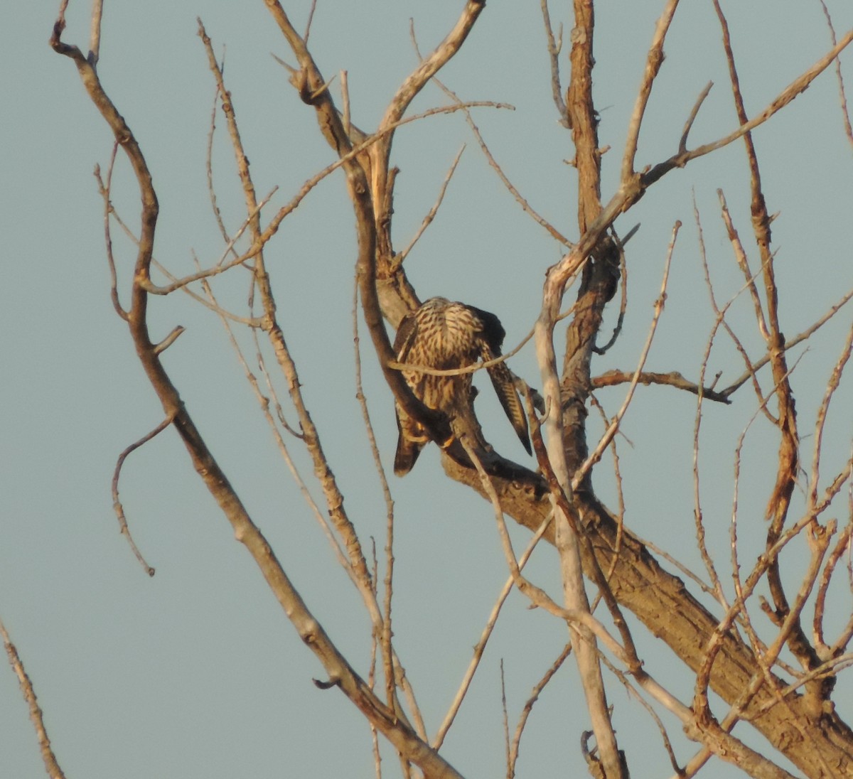 Peregrine Falcon - ML614668147