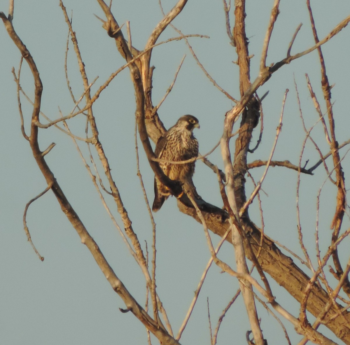 Peregrine Falcon - ML614668150