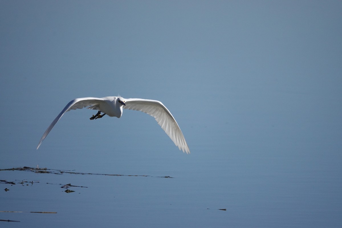 Snowy Egret - ML614668152