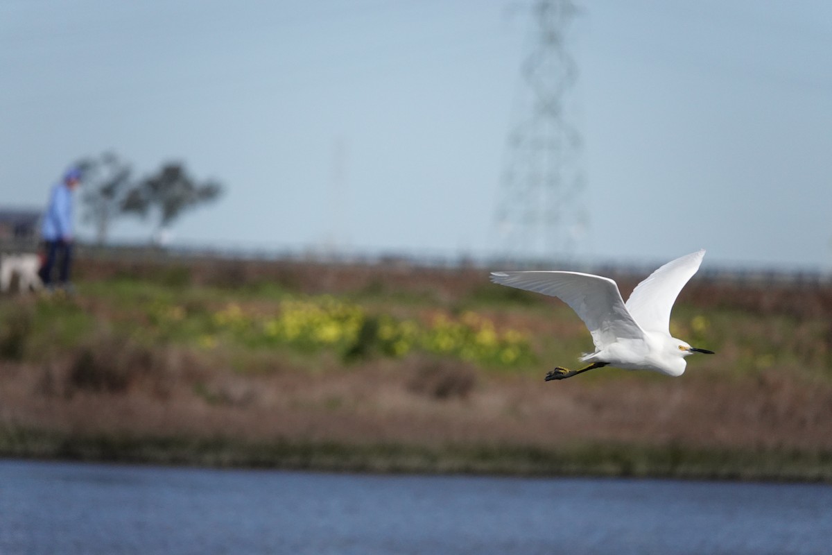 Snowy Egret - ML614668153