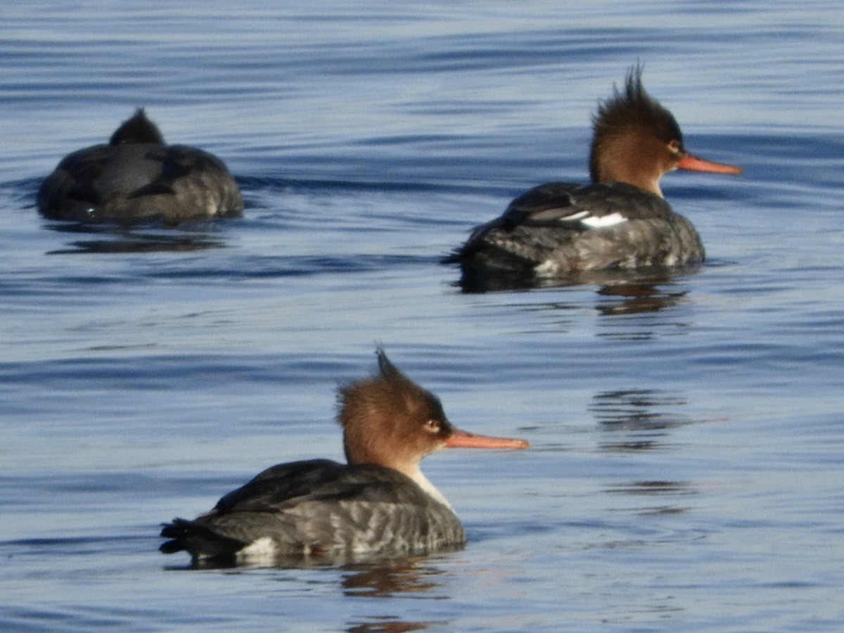 Red-breasted Merganser - ML614668182