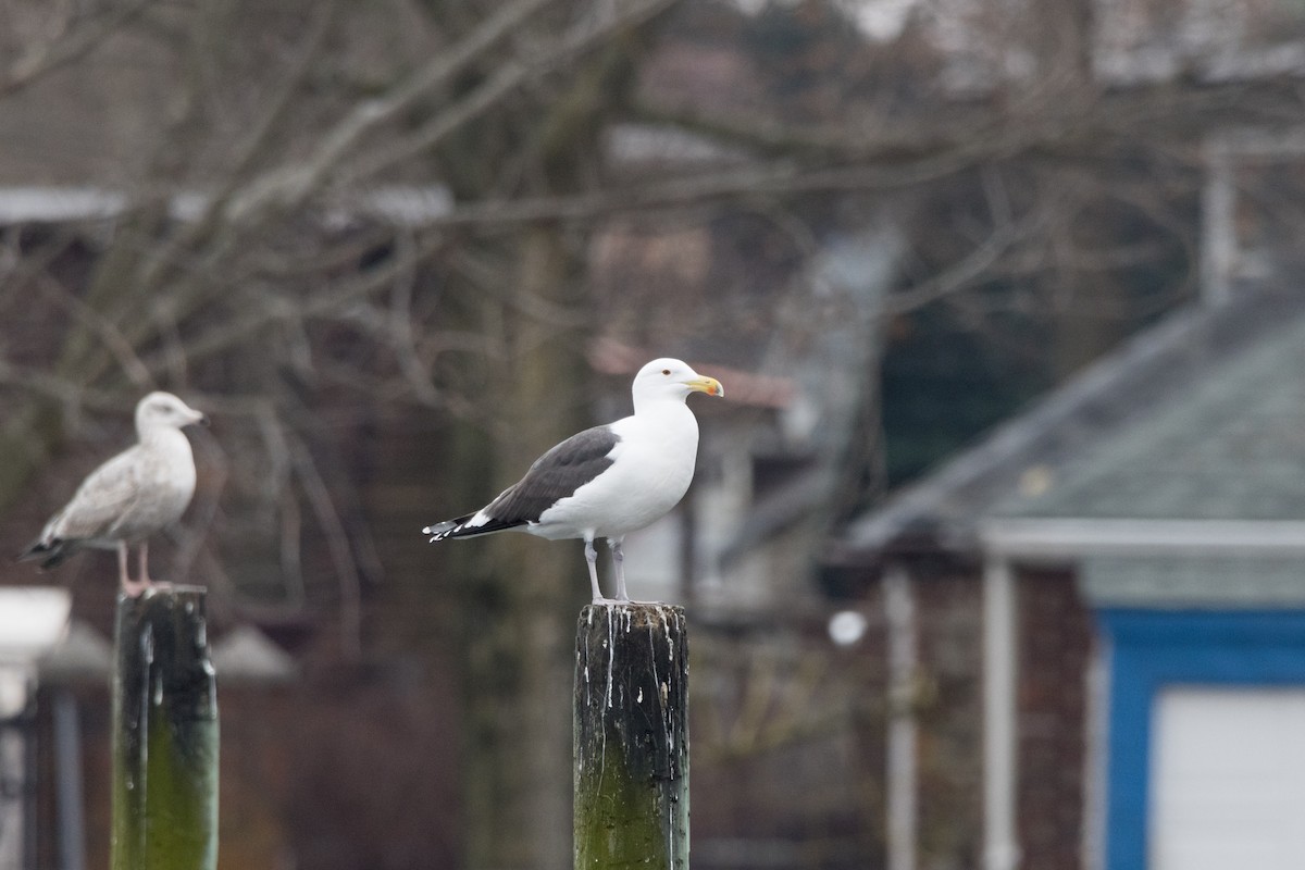 Great Black-backed Gull - ML614668183