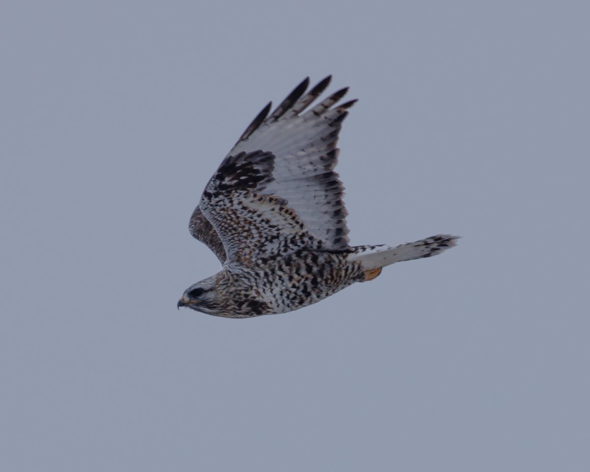 Rough-legged Hawk - ML614668205