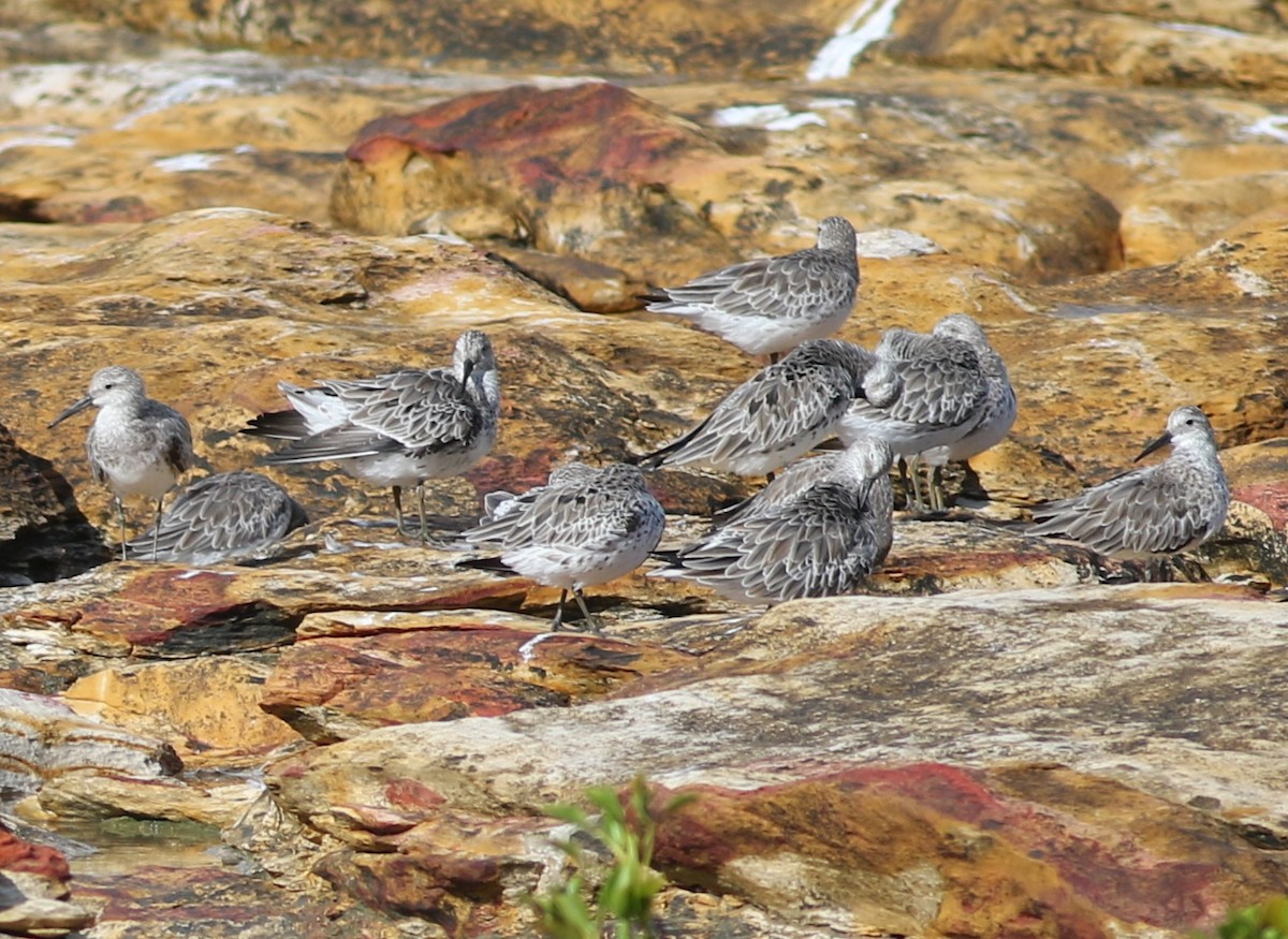 Great Knot - ML614668212