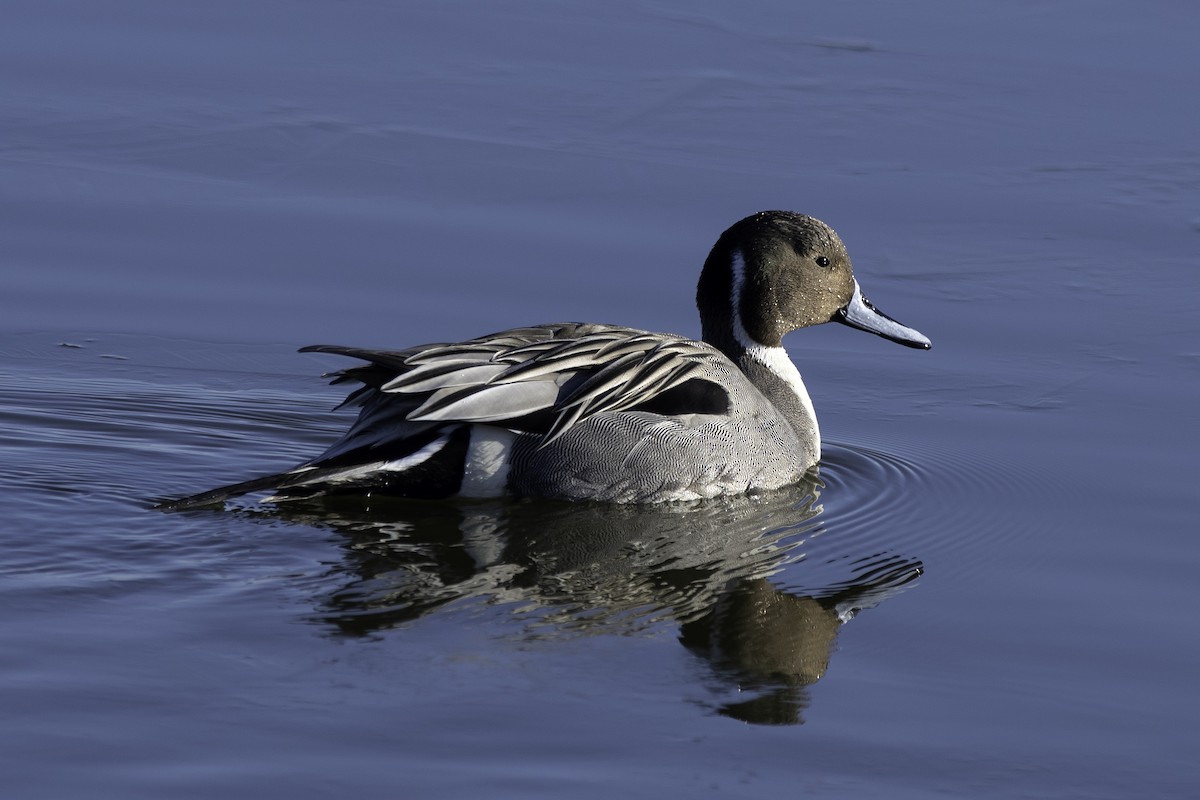 Northern Pintail - ML614668225