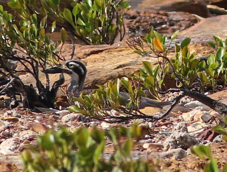 Beach Thick-knee - Dave O'Connor