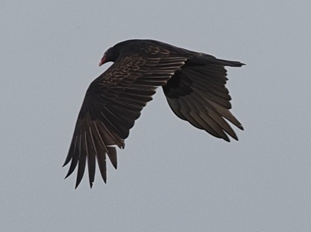 Turkey Vulture - Milton Paul