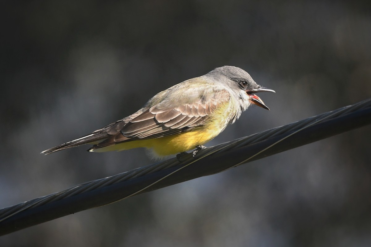 Cassin's Kingbird - ML614668459
