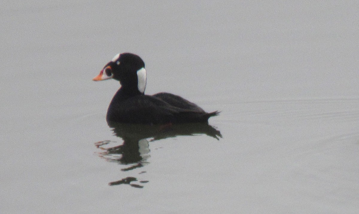 Surf Scoter - Anonymous