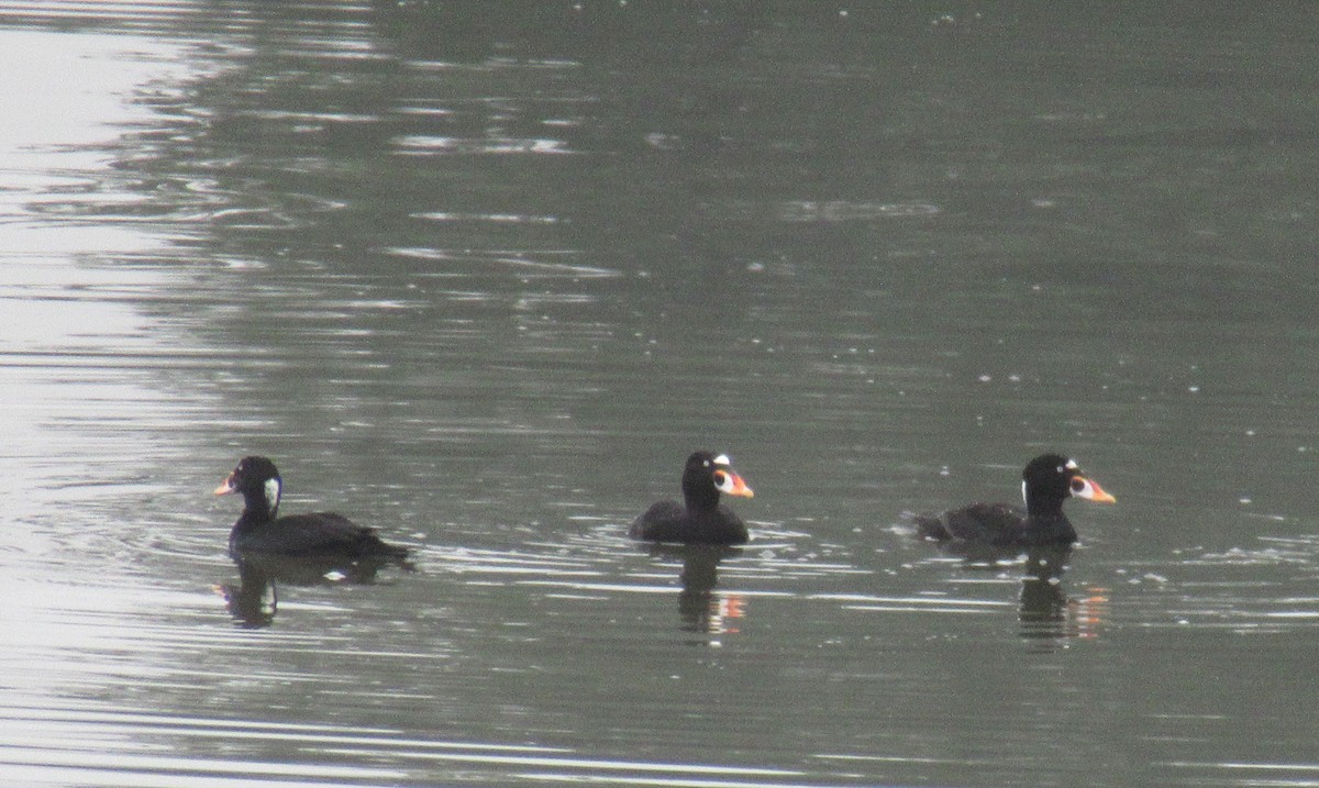 Surf Scoter - Anonymous