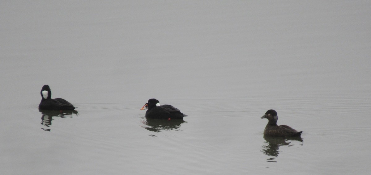 Surf Scoter - Anonymous