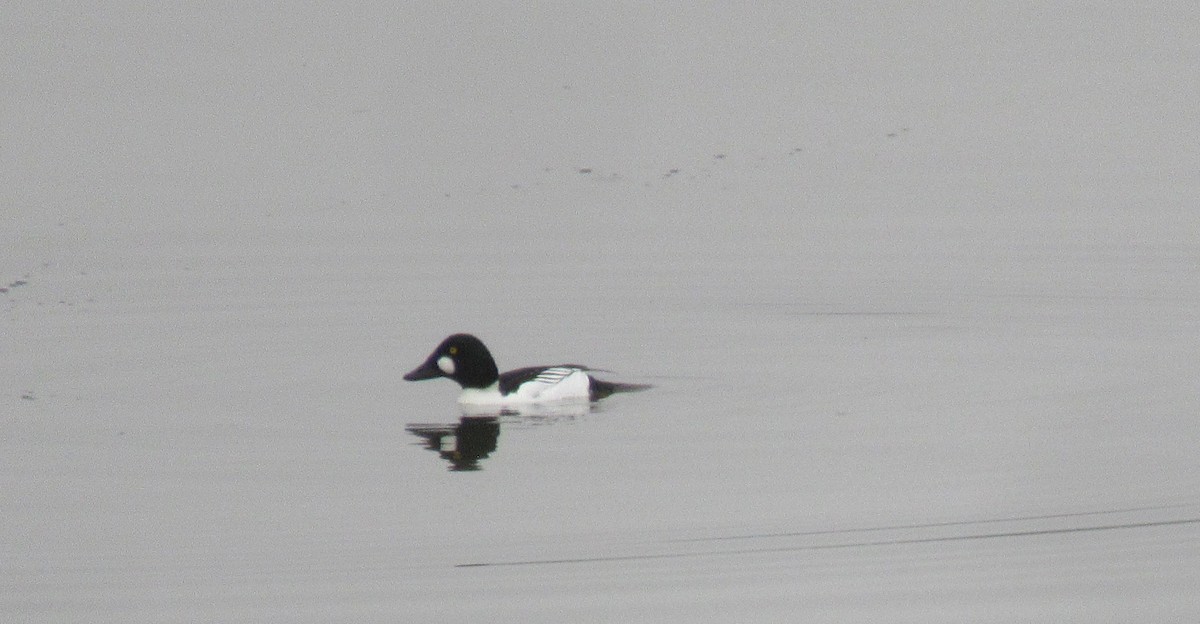 Common Goldeneye - Anonymous