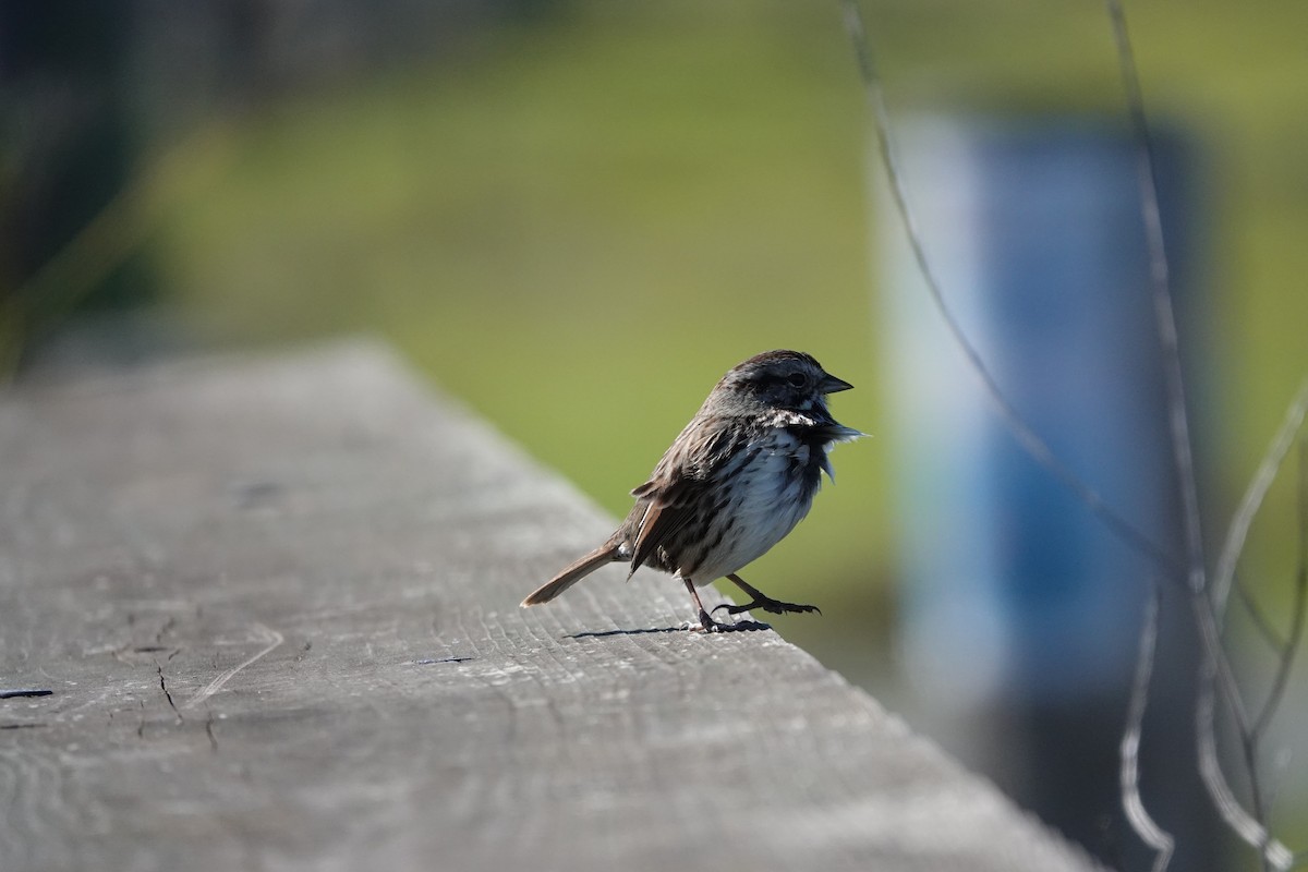 Song Sparrow - ML614668543