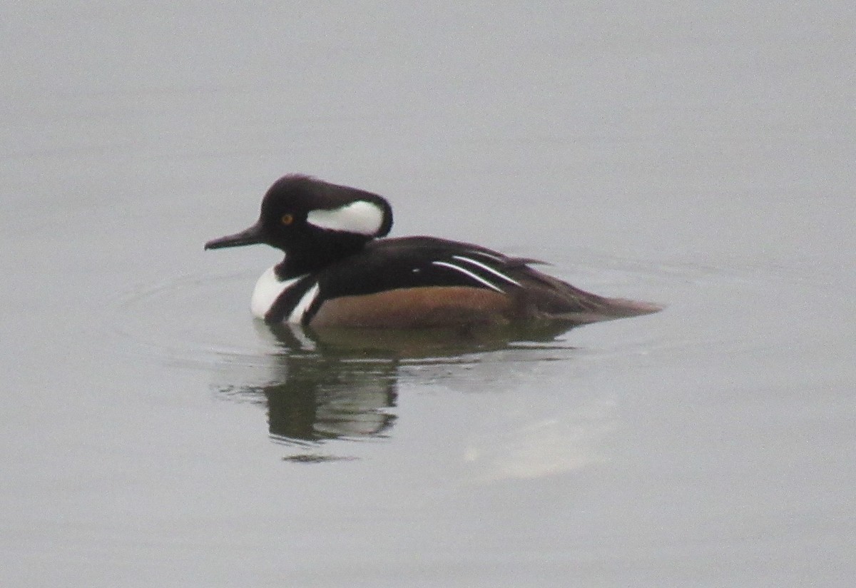 Hooded Merganser - Anonymous