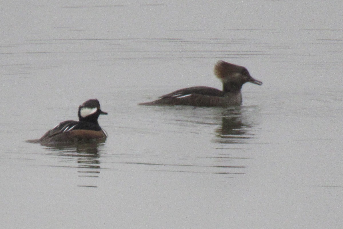 Hooded Merganser - Anonymous