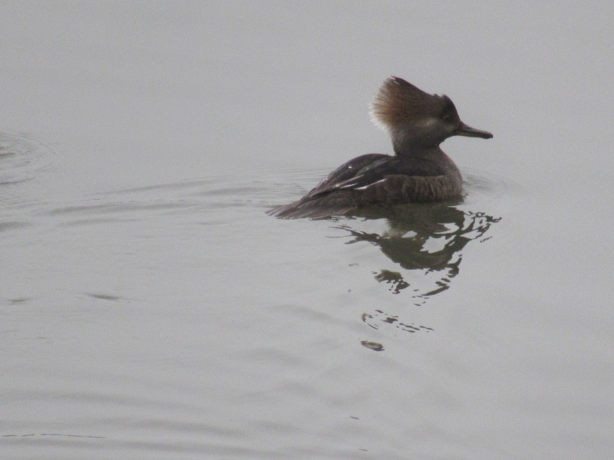 Hooded Merganser - ML614668578