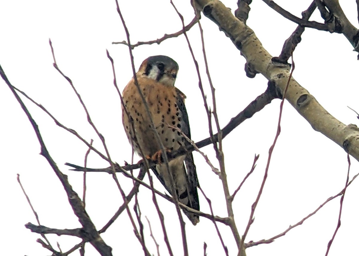 American Kestrel - jean bernier