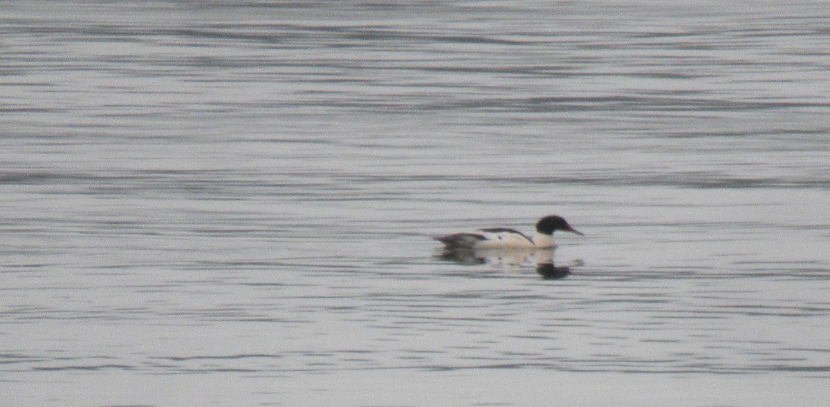 Common Merganser - Anonymous