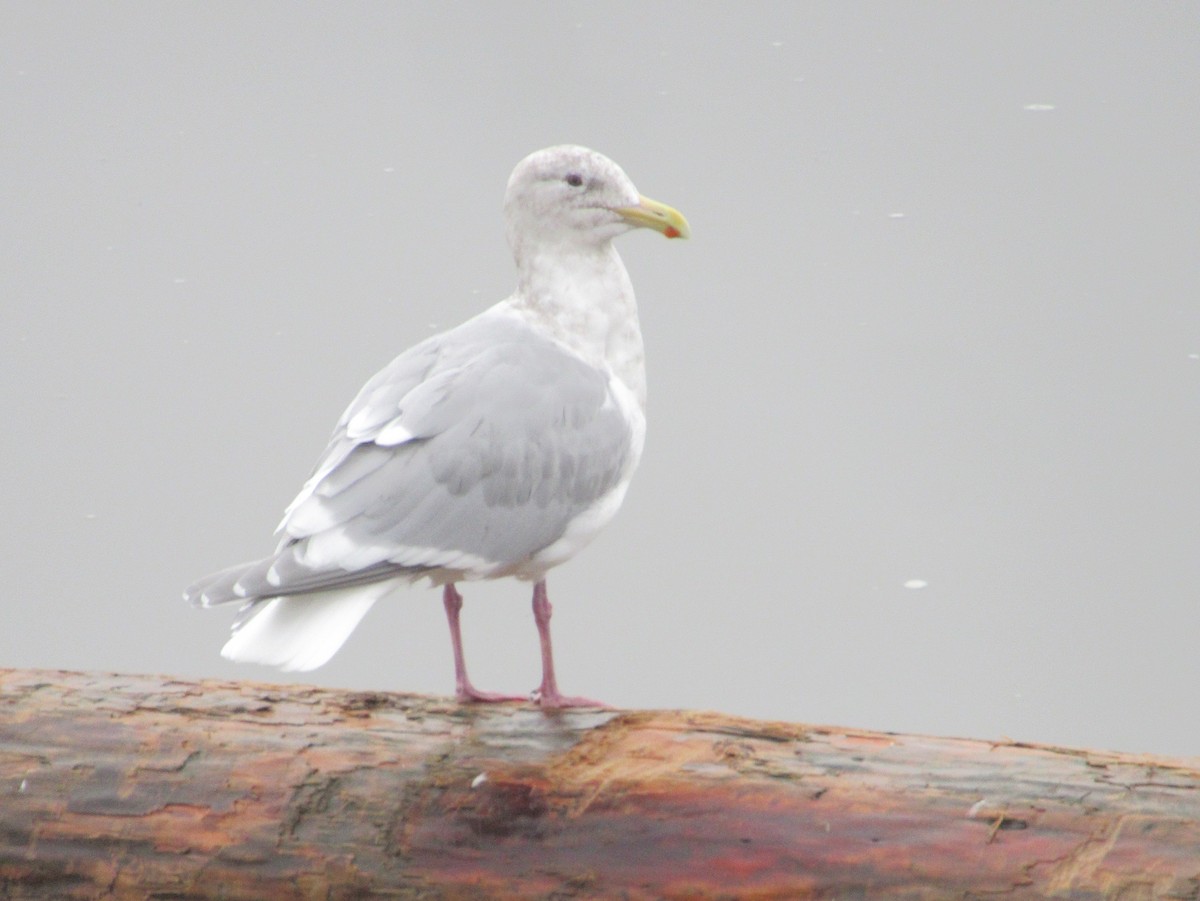 Gaviota Groenlandesa - ML614668617