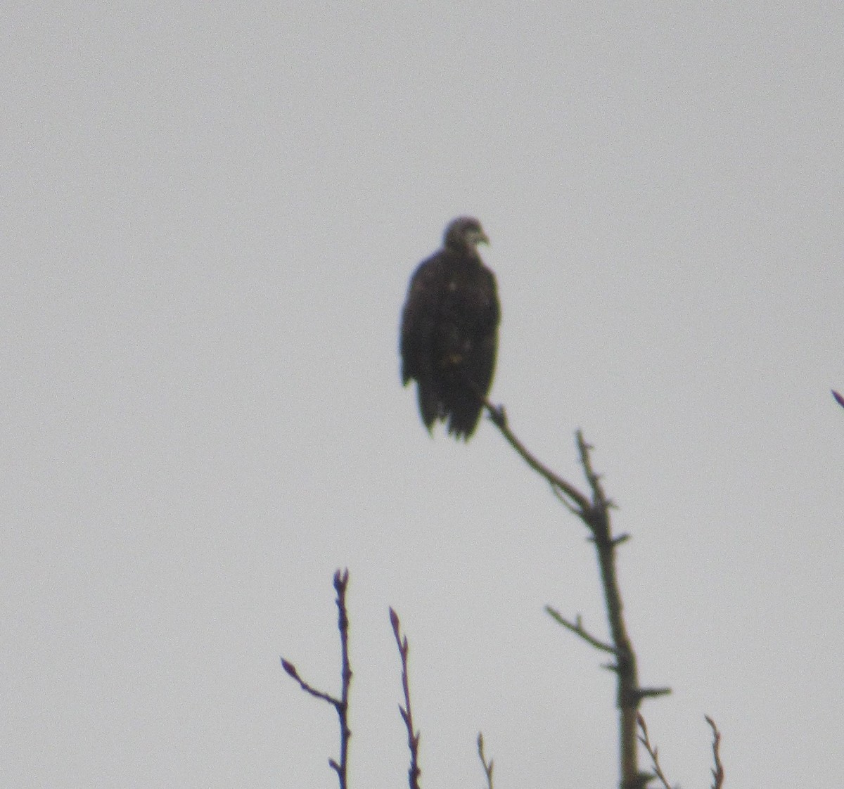 Bald Eagle - ML614668632